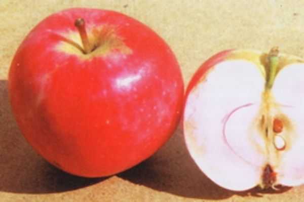 Яблони солнцедар: описание сорта и фото, особенности и характеристики