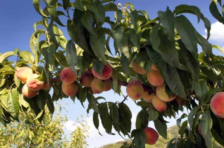 Выращивание персика из косточки – посадка и уход дома и на даче