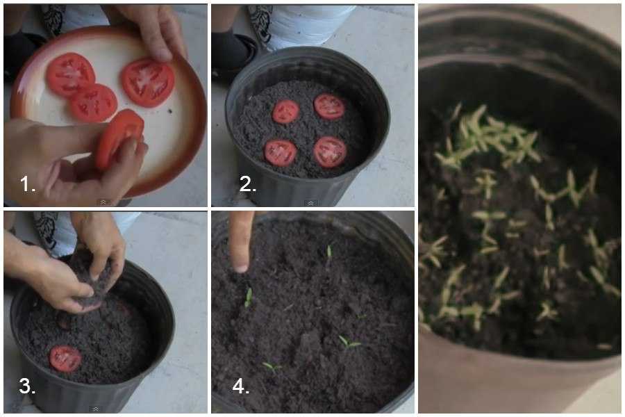 Выращивание рассады помидоров в торфяных горшочках: как сажать, ухаживать и перемещать в землю?
