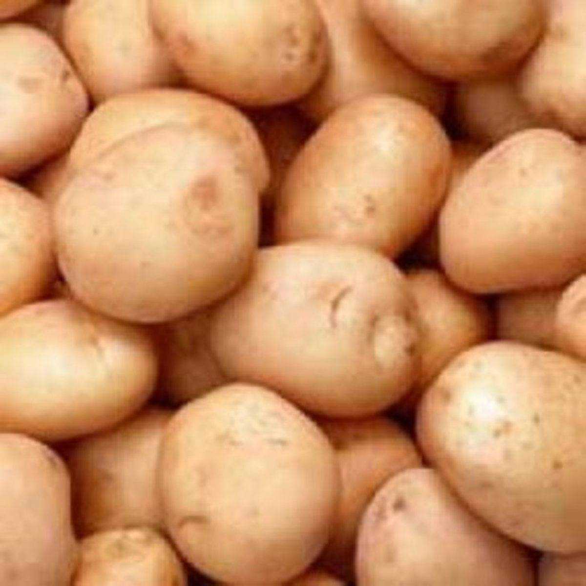 берлинка картофель фото
