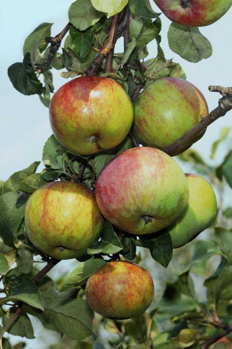 Подробная характеристика, особенности выращивания и ухода за яблоней «зимняя красавица»