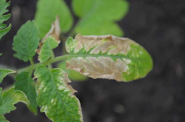 Оэдема листьев сладкого перца: фото и лечение