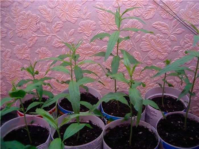 Выращивание персика из косточки в домашних условиях: пошаговая инструкция