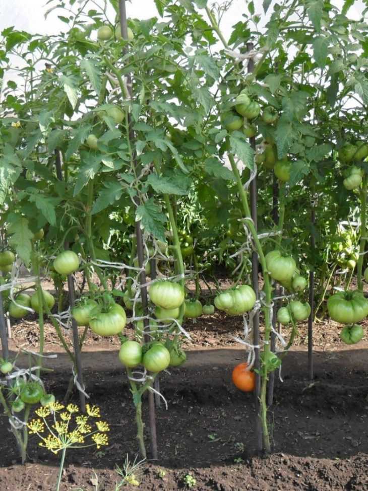 Как обрезать помидоры в теплице чтобы был хороший урожай