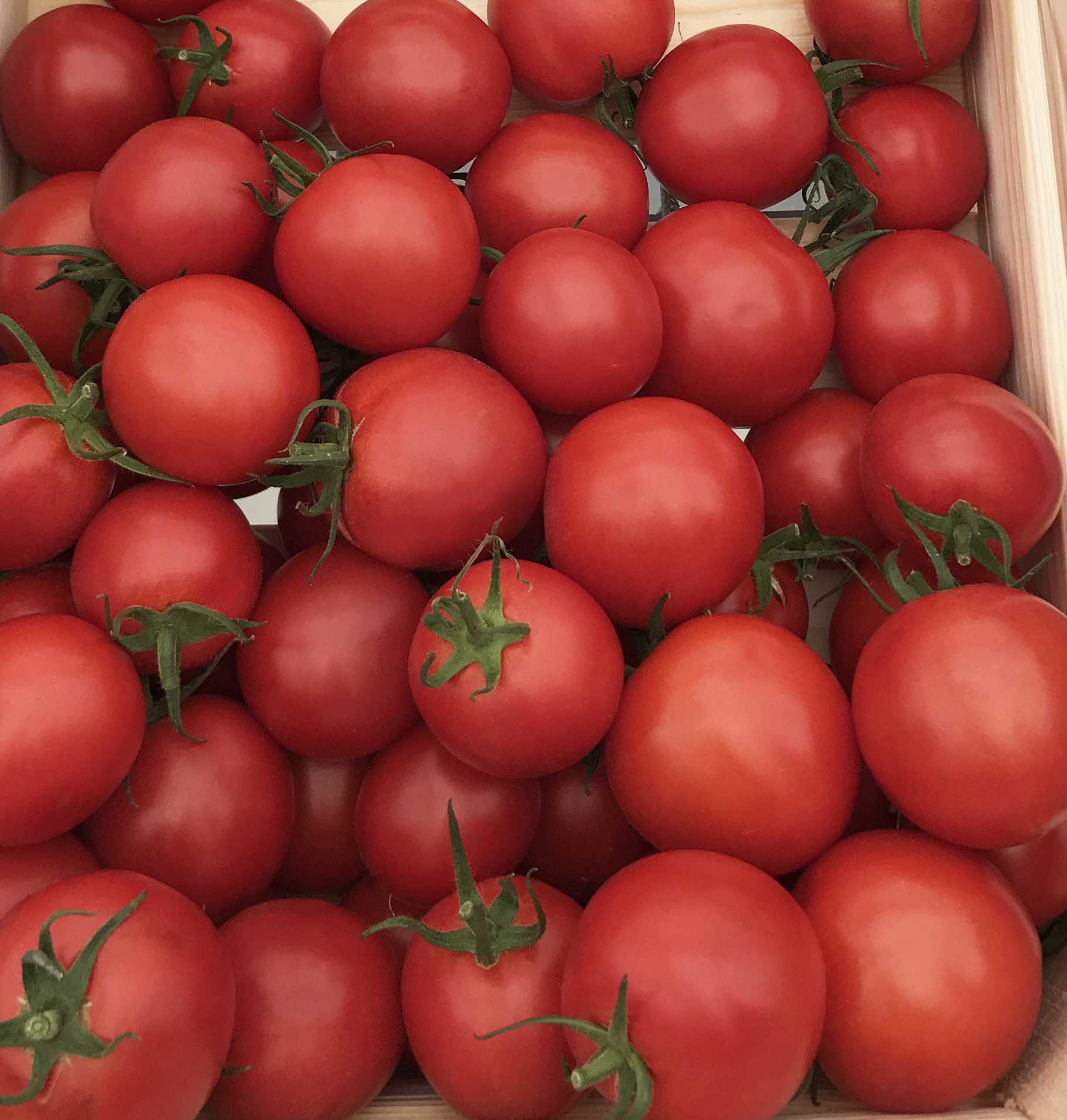 томат толстой f1 фото