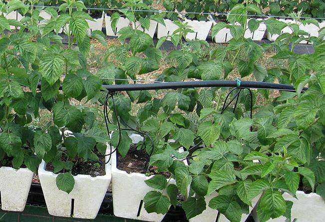 Как вырастить малину из семян в домашних условиях: правила посадки, уход