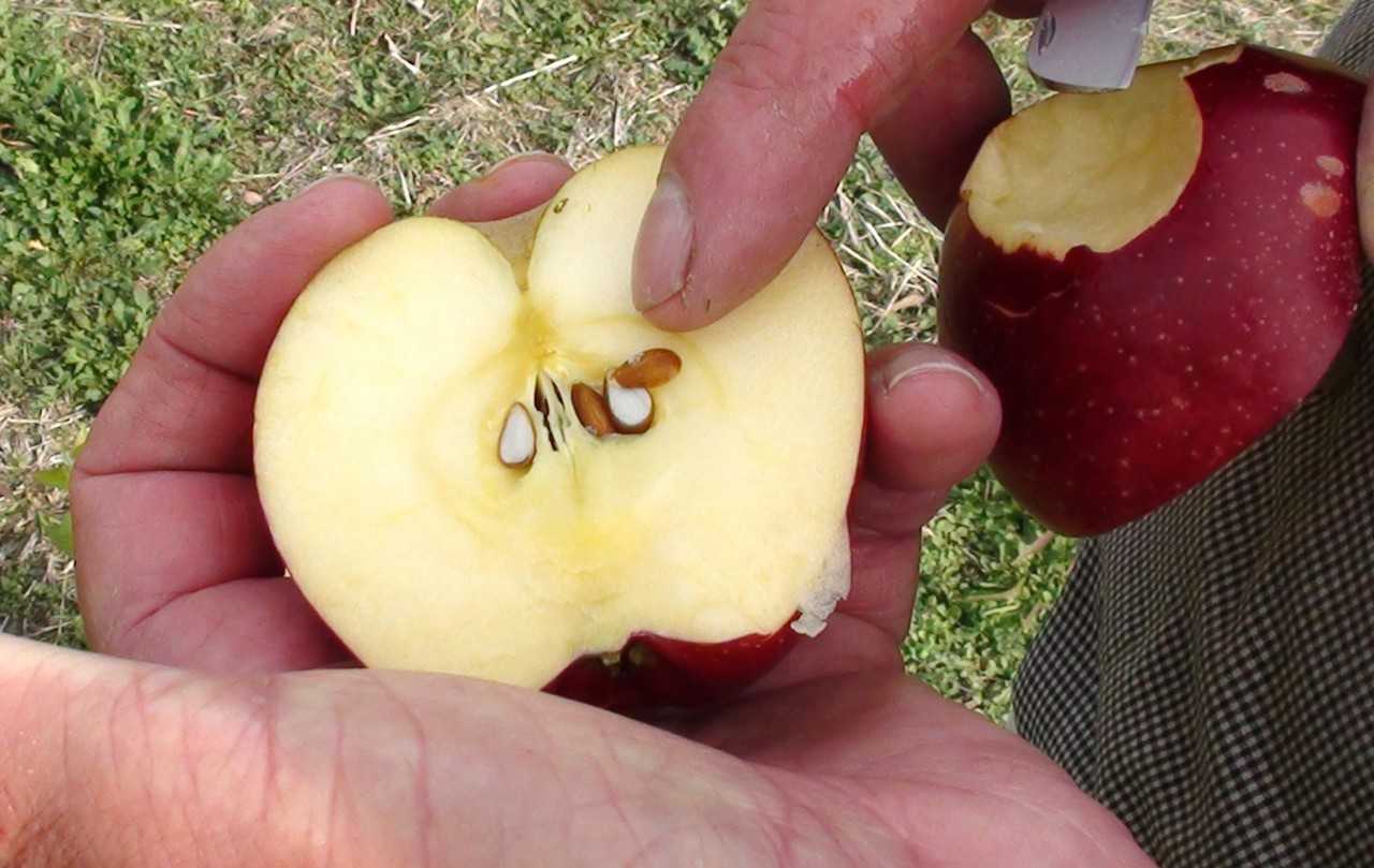 Выращивание яблони из семечка (косточки) в домашних условиях