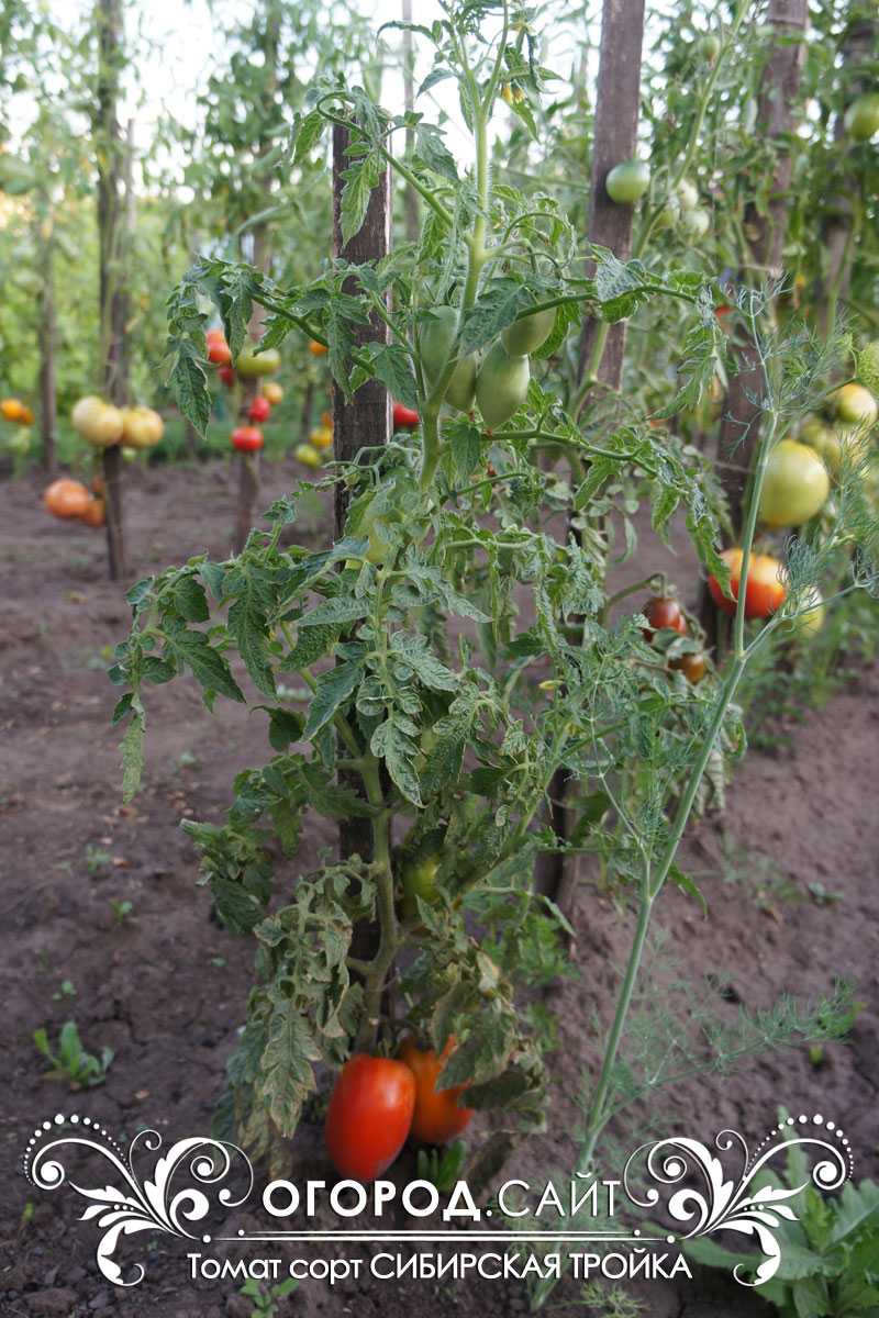 Сибирская тройка — штамбовый сладкоплодный томат для всех регионов