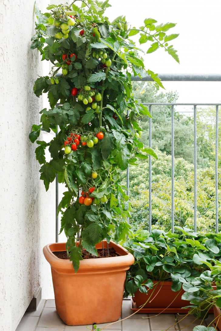 Как сажать помидоры на рассаду в торфяные горшочки: в чем суть метода, как подготовить стаканчики и семена томатов к выращиванию, когда перемещать в грунт?