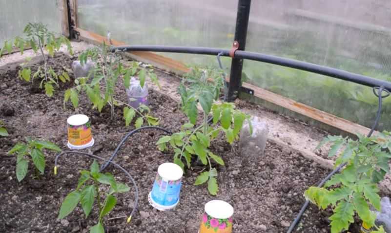Полив томатов в теплице из поликарбоната