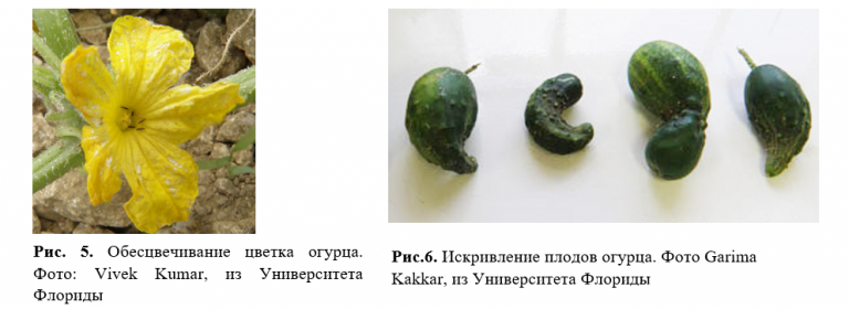 Нехватка элементов питания у огурцов: определить на вид по форме плода и листьям