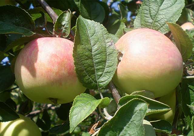 О яблоне Солнцедар: описание сорта, характеристики, агротехника, выращивание