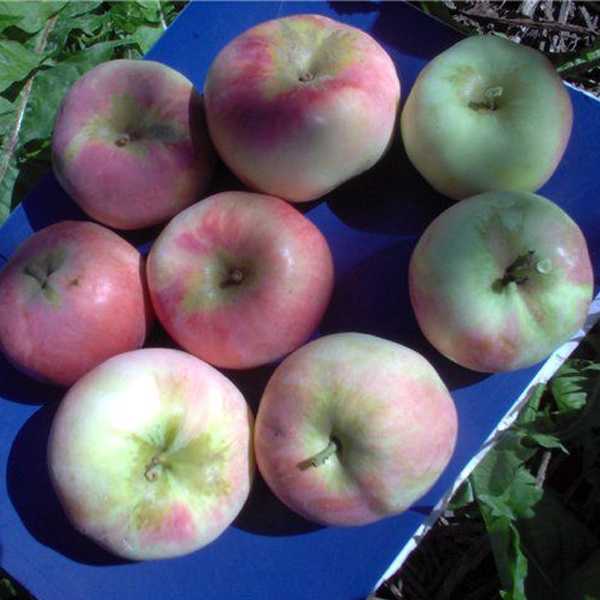 Сорт яблок памяти мичурина: описание и характеристики, выращивание и уход, болезни и вредители