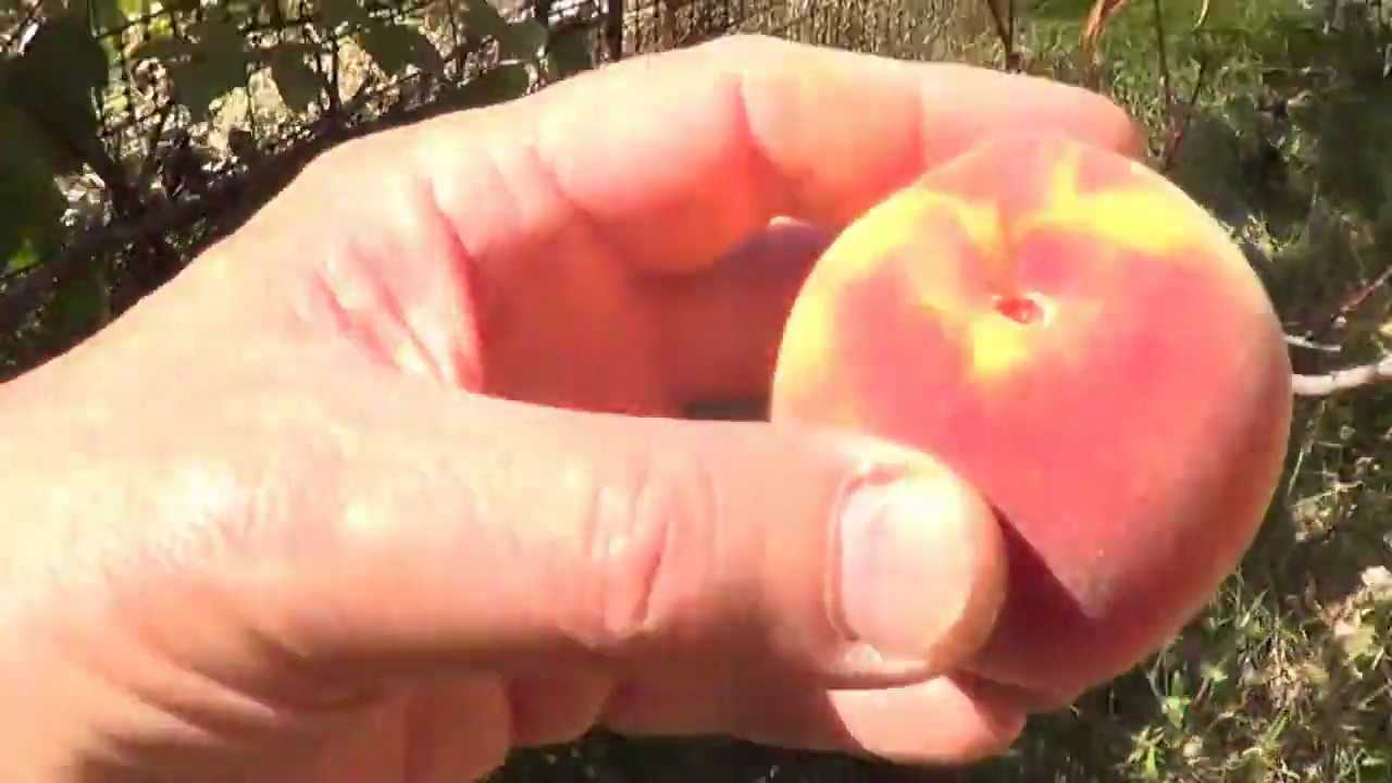 Как посадить персик из косточки и вырастить дерево