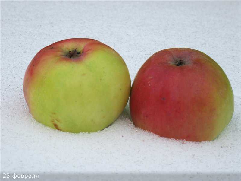 Сорт яблони московское позднее: характеристика и особенности выращивания