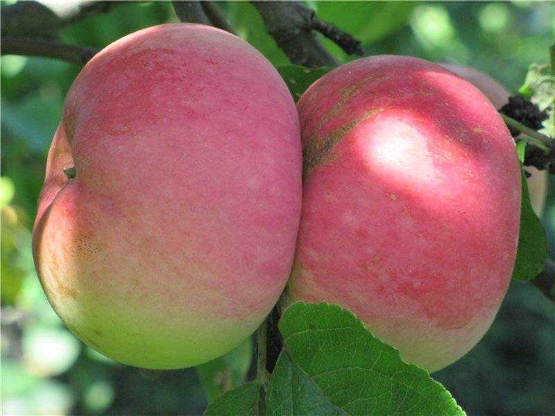 Описание сорта яблони сябрына
