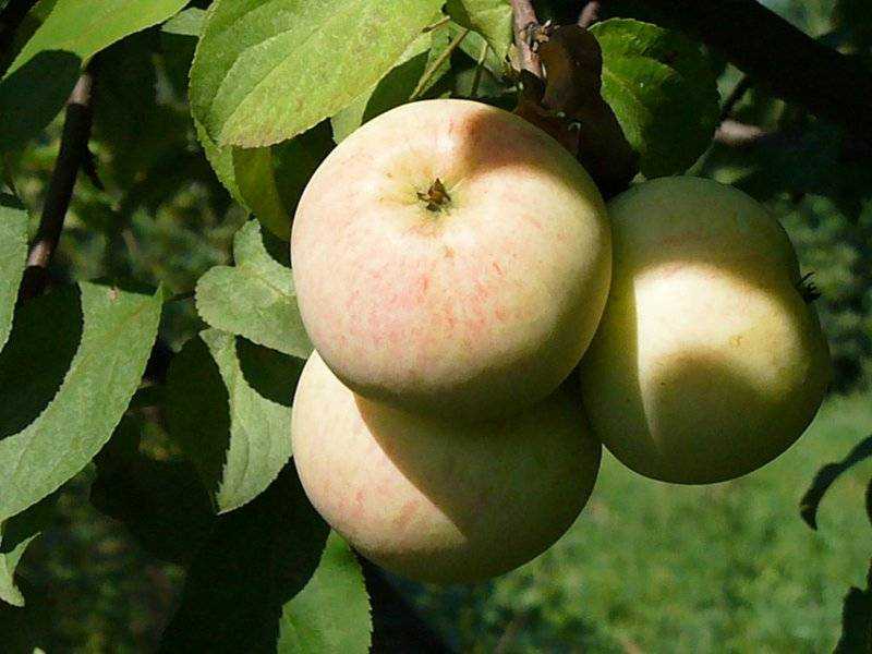 Сорт яблони московское позднее: характеристика и особенности выращивания