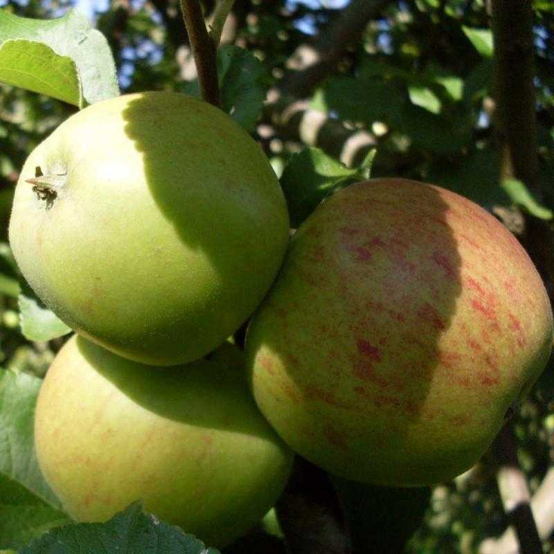 Описание яблони сорта алеся