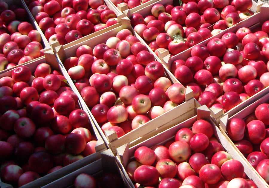 Где Купить Яблоки В Тульской Области