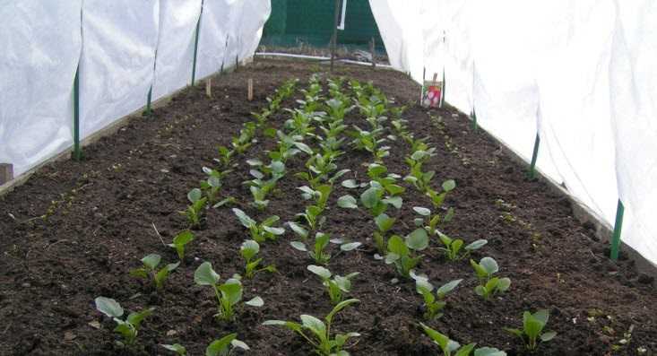 Тонкости выращивания редиса в теплице: выбор сорта, посадка, уход