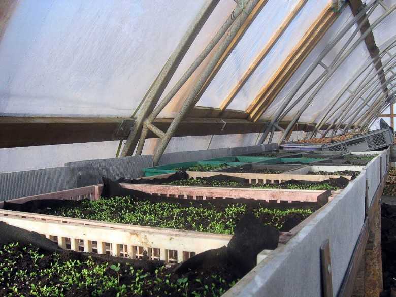 Редиска в теплице из поликарбоната: когда сеять и как выращивать лучшие сорта зимой?