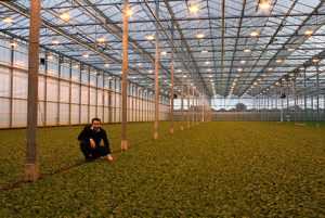 Сорта редиса для теплицы: когда сажать и как вырастить редис в теплице зимой с хорошей урожайностью?