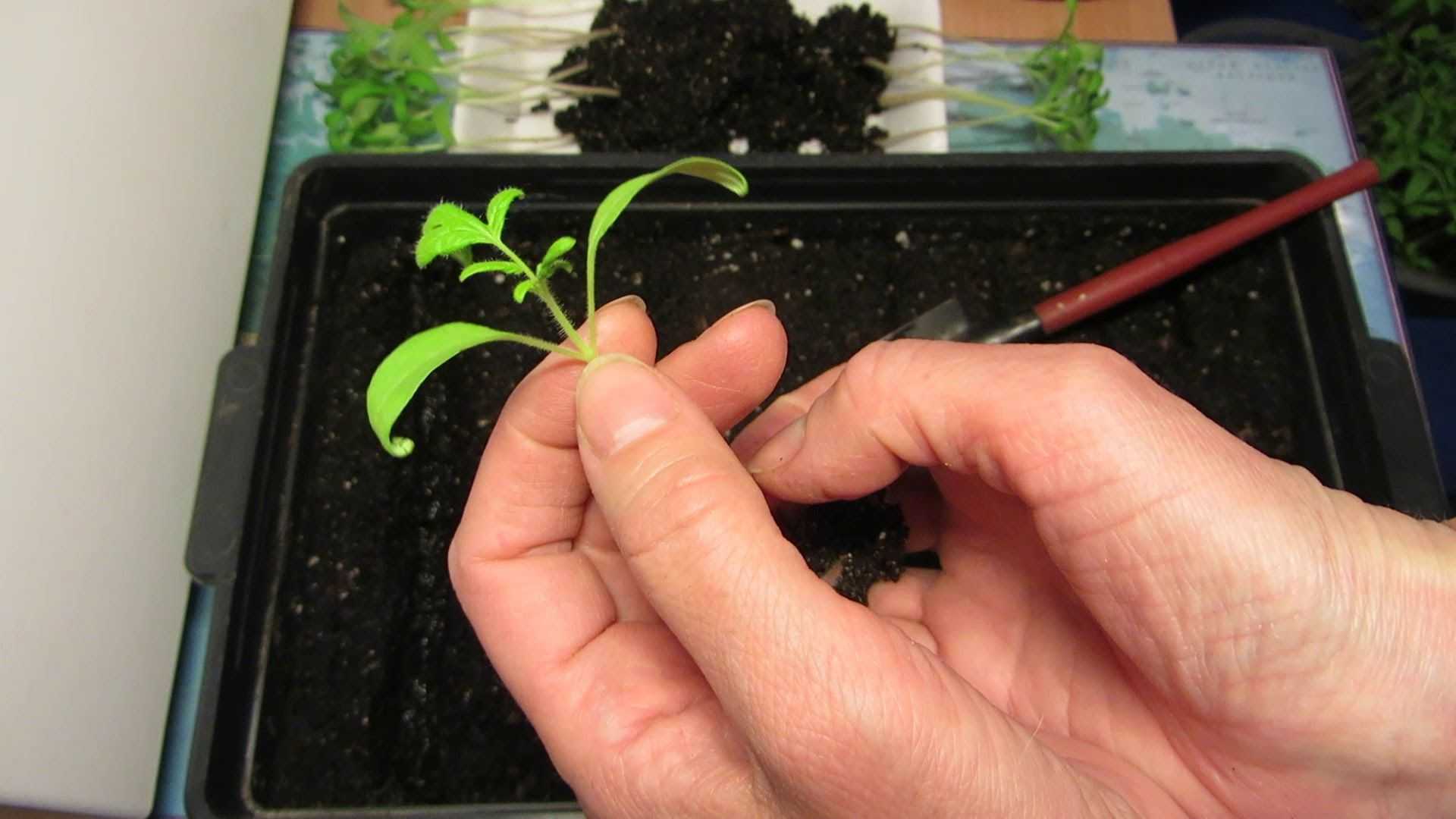 Пикировка томатов: когда и как правильно пикировать рассаду помидоров | топ огород