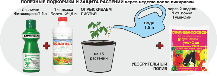 Удобрение для рассады томатов. Схема удобрения рассады. Подкормка рассады томатов. Удобрение для рассады томатов для роста.