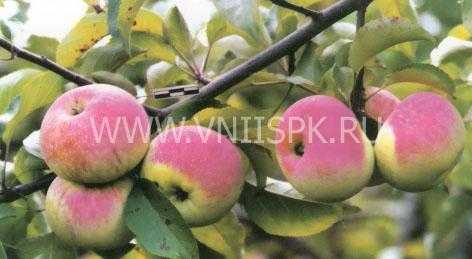 Лучшие сорта яблонь для различных регионов