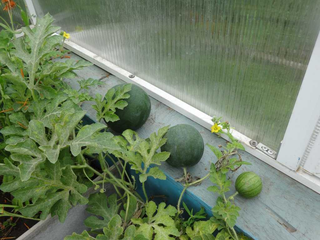 Можно ли сажать огурцы и помидоры в одной теплице, как разделить культуры