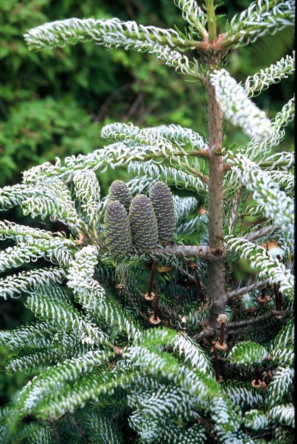 Пихта корейская сильберлок (abies koreana silberlocke)