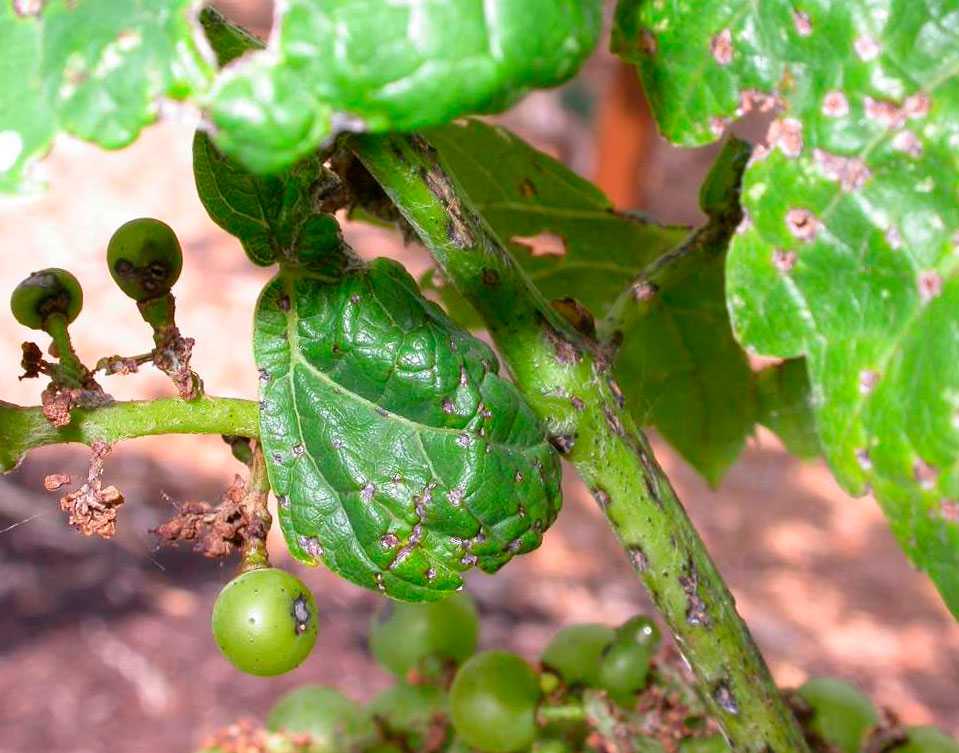 Пятна на листьях винограда и методы их лечения
