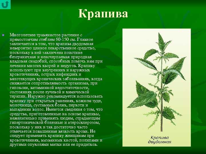 Комнатная крапива или колеус: растение, похожее на крапиву, красное, фиолетовое