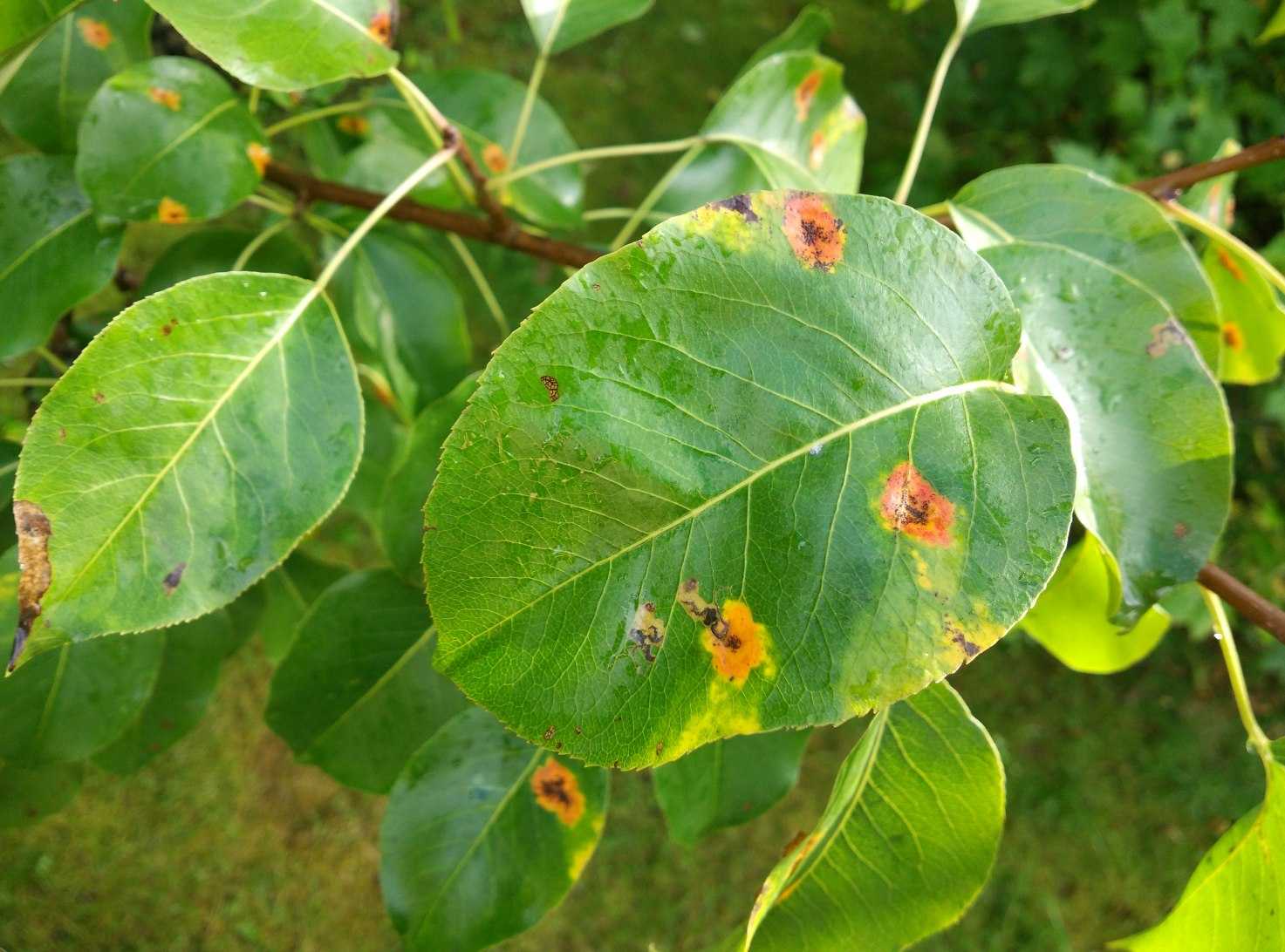 Ржавчина груши: лечение болезни на листьях, советы чем лечить и что делать, обработка дерева осенью и чем опрыскивать, устойчивые сорта, фото