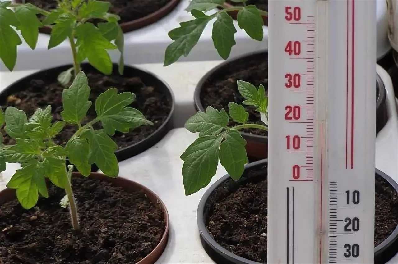 Регулятор роста «рэгги» — никаких проблем с рассадой томатов