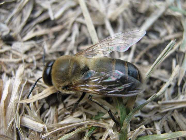 Трутень: описание внешнего вида, роль в пчелиной семье