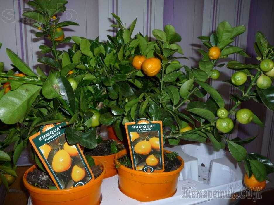 Как вырастить мандариновое дерево: уход в домашних условиях, как посадить
