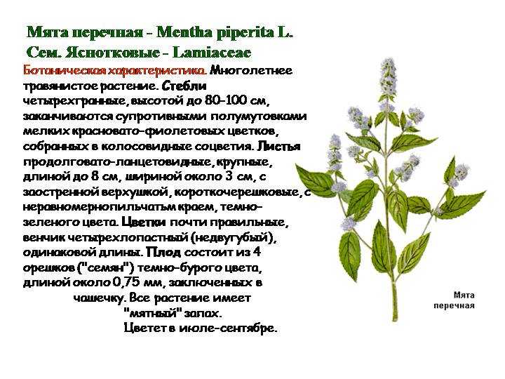 Характеристика, особенности и фото шпината. рекомендации по выращиванию и хранению урожаю