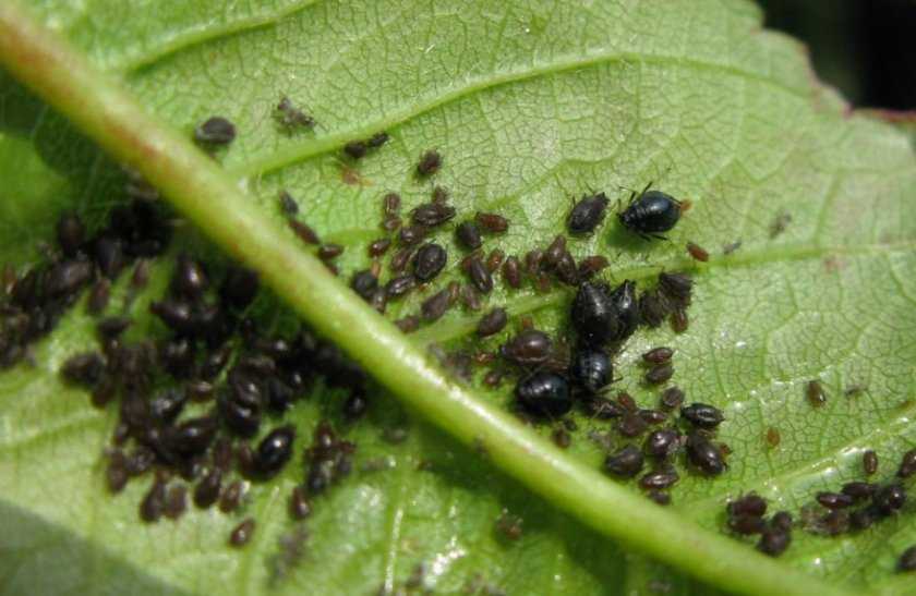 Как избавиться от тли и муравьев народными средствами