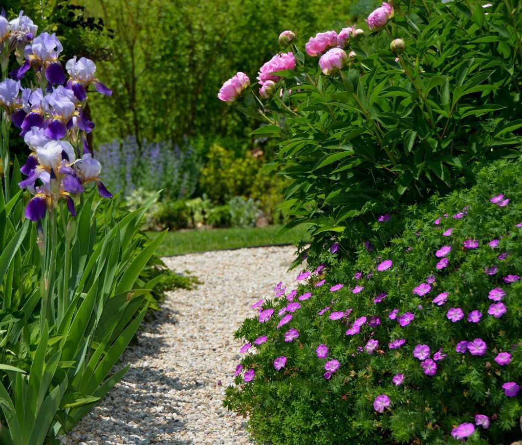 Пионы в саду: секреты идеальных сочетаний для цветников