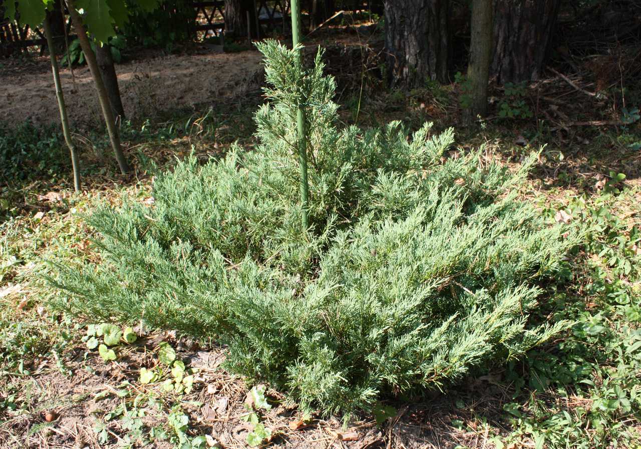 Можжевельник горизонтальный андорра вариегата (juniperus horizontalis andorra variegata)