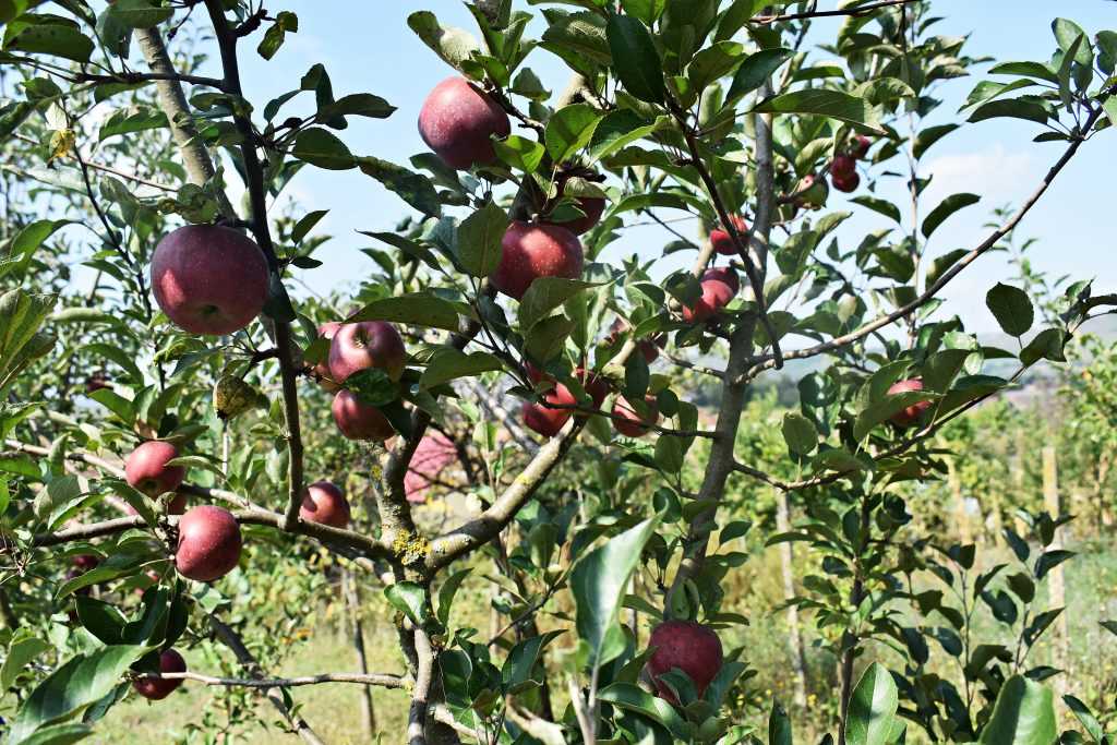 Сорт яблони васюган: описание и подробная характеристика, правила выращивания