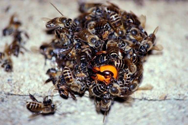 Чем чревато роение пчел и как с ним бороться?
