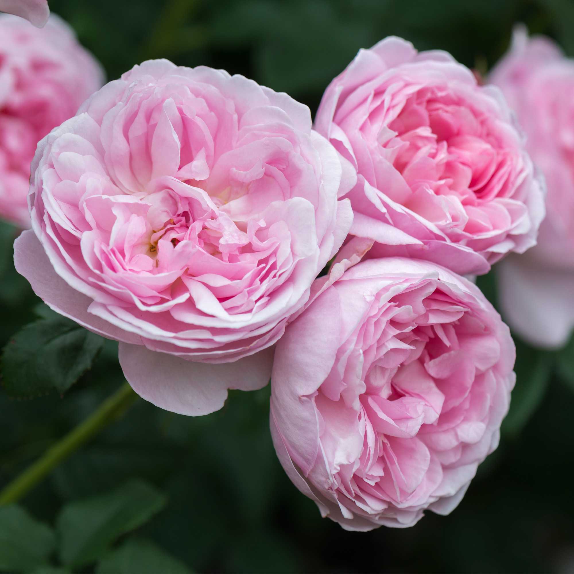 Зимостойкие сорта почвопокровных роз (82 фото): как выбрать вьющиеся морозостойкие розы для подмосковья? особенности плетистых и других сортов, цветущих все лето