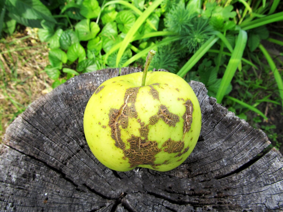 Почему появляется парша на яблонях и как от нее избавиться