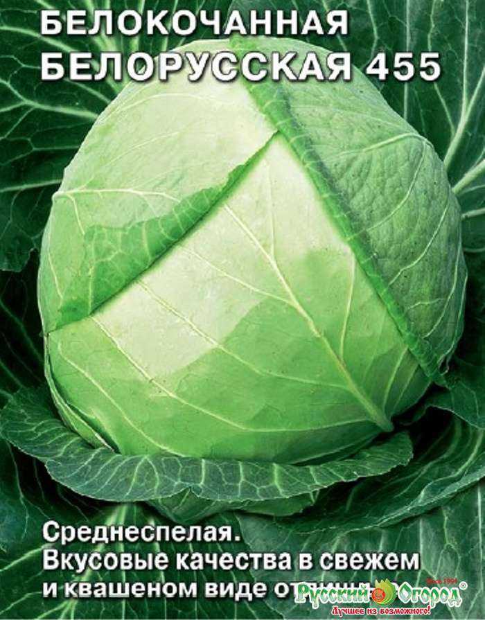 Капуста белорусская: характеристики сорта и советы по уходу и посадке