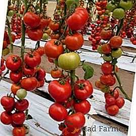 Томат «титан»: описание сорта, фото, рекомендации по выращиванию и основные характеристики помидоры