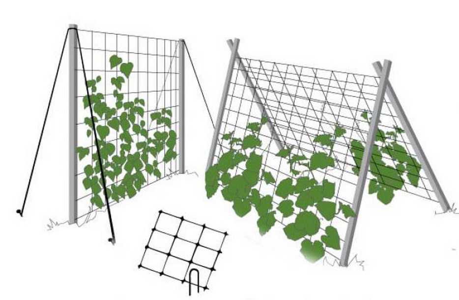 Як правильно вирощувати та доглядати за огірками у відкритому ґрунті