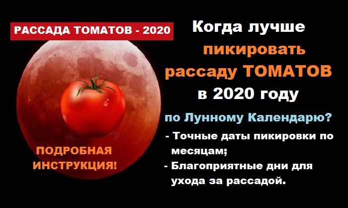 Сроки пикировки томатов в 2020 году по лунному календарю и способы пикирования