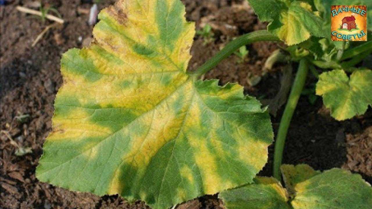 Почему пожелтели листья у кабачков: что делать, если засыхает рассада